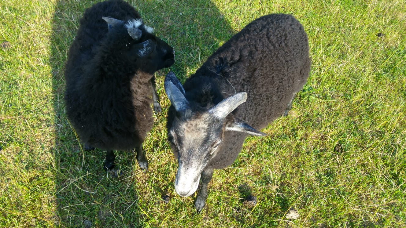 Kuschelig weiches, langhaariges Heidschnucken-Lammfell - Naturprodukt mit Charakter und Vielseitigkeit